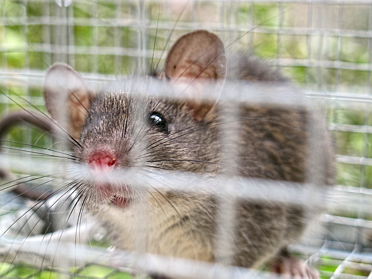 Young Rat With an Obscure Future