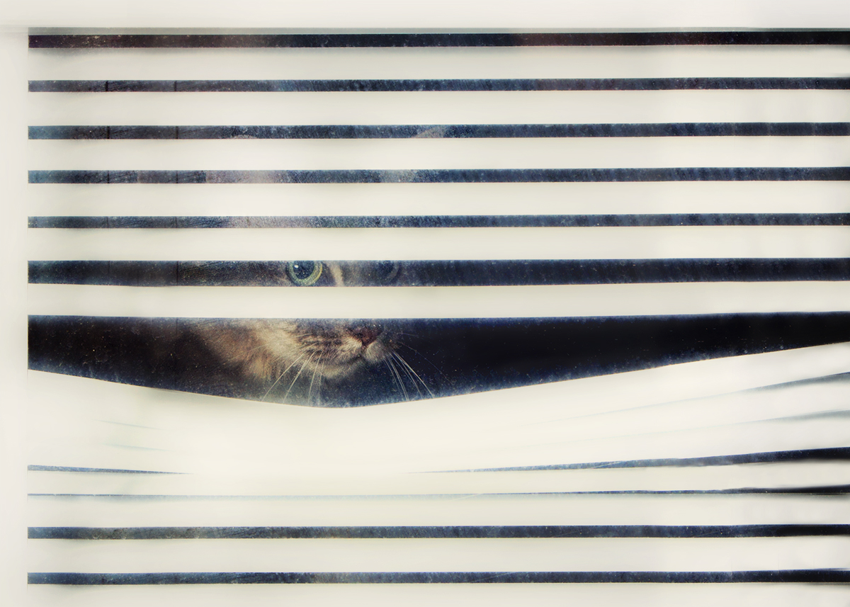 Broken Blind