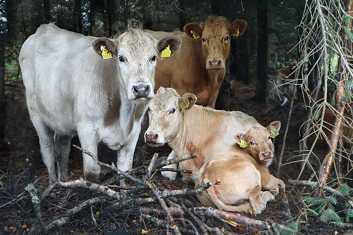 Cows in the woods