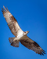 Courage is the air under your wings that defines how high you will soar.