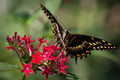 Swallowtail in Santa Barbara