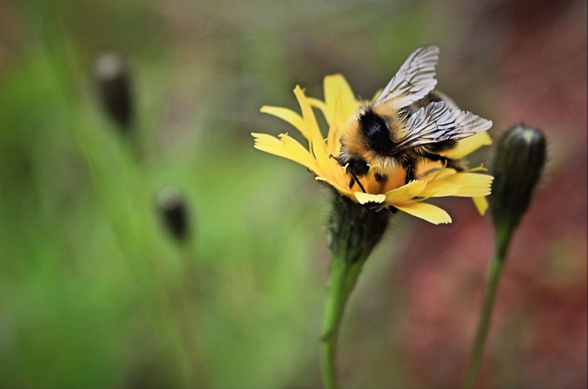 Bee