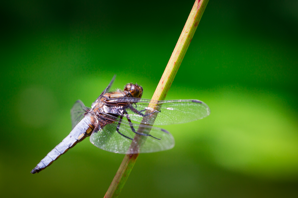 Libellula Depressa