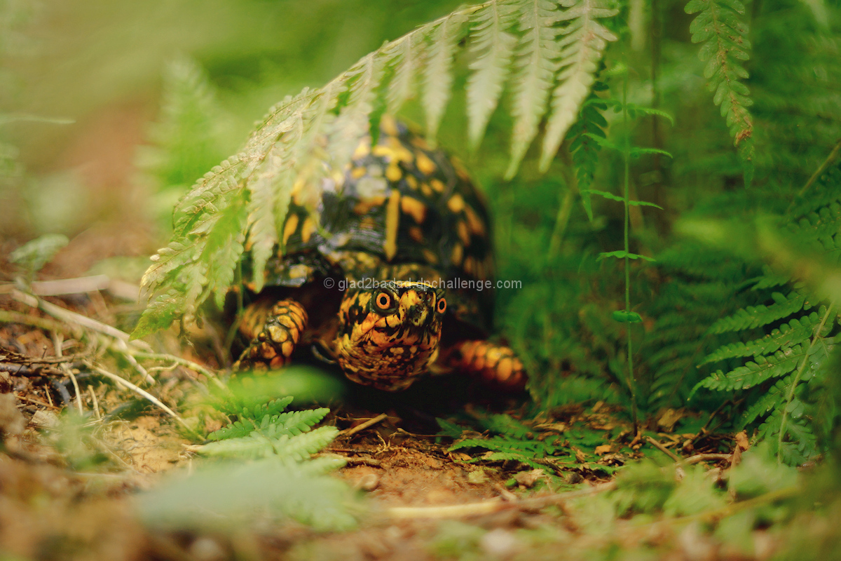 “My emotions, instincts, and interests are all with nature.” – Eliot Porter