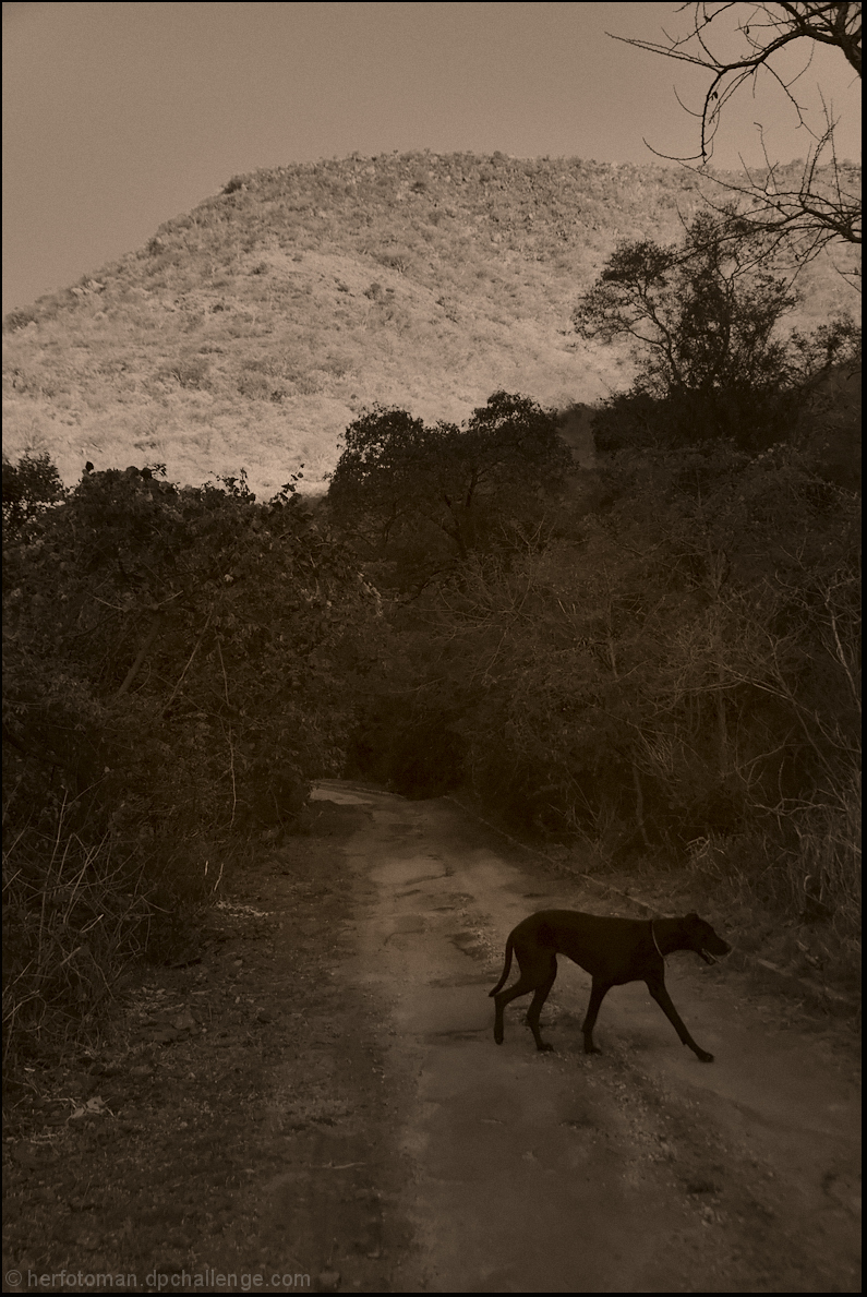 path with dog