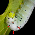 Polyphemus Caterpillar