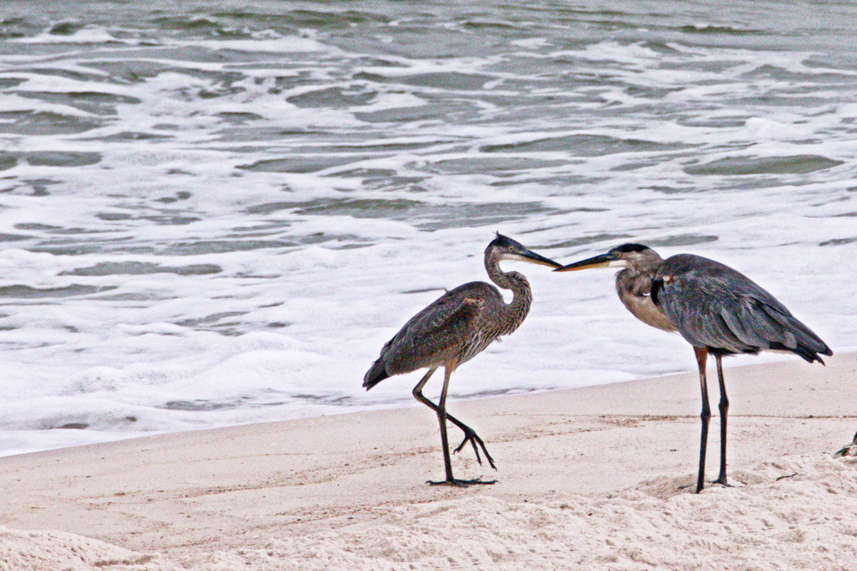 Karate Heron