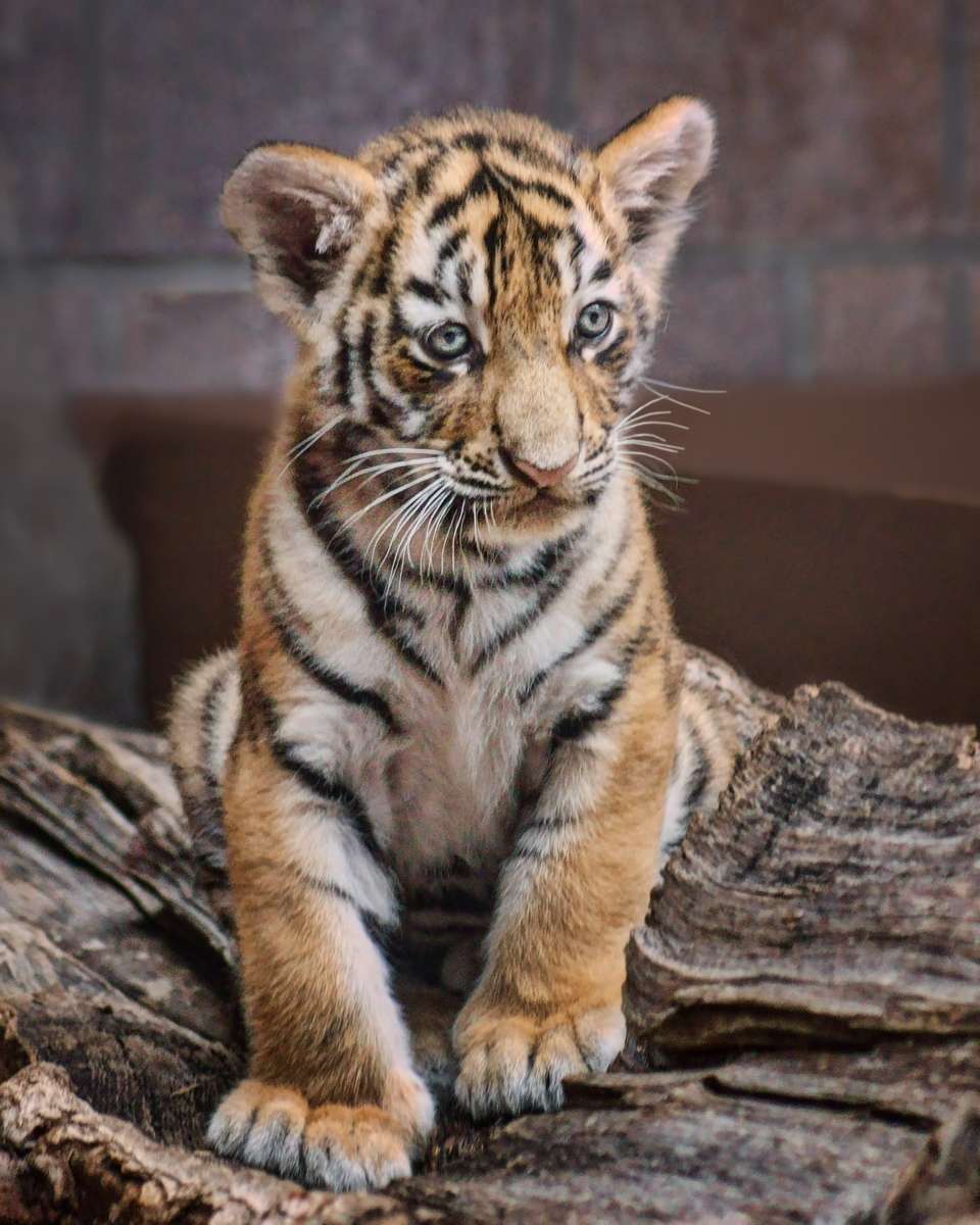 Amur Tiger Cub