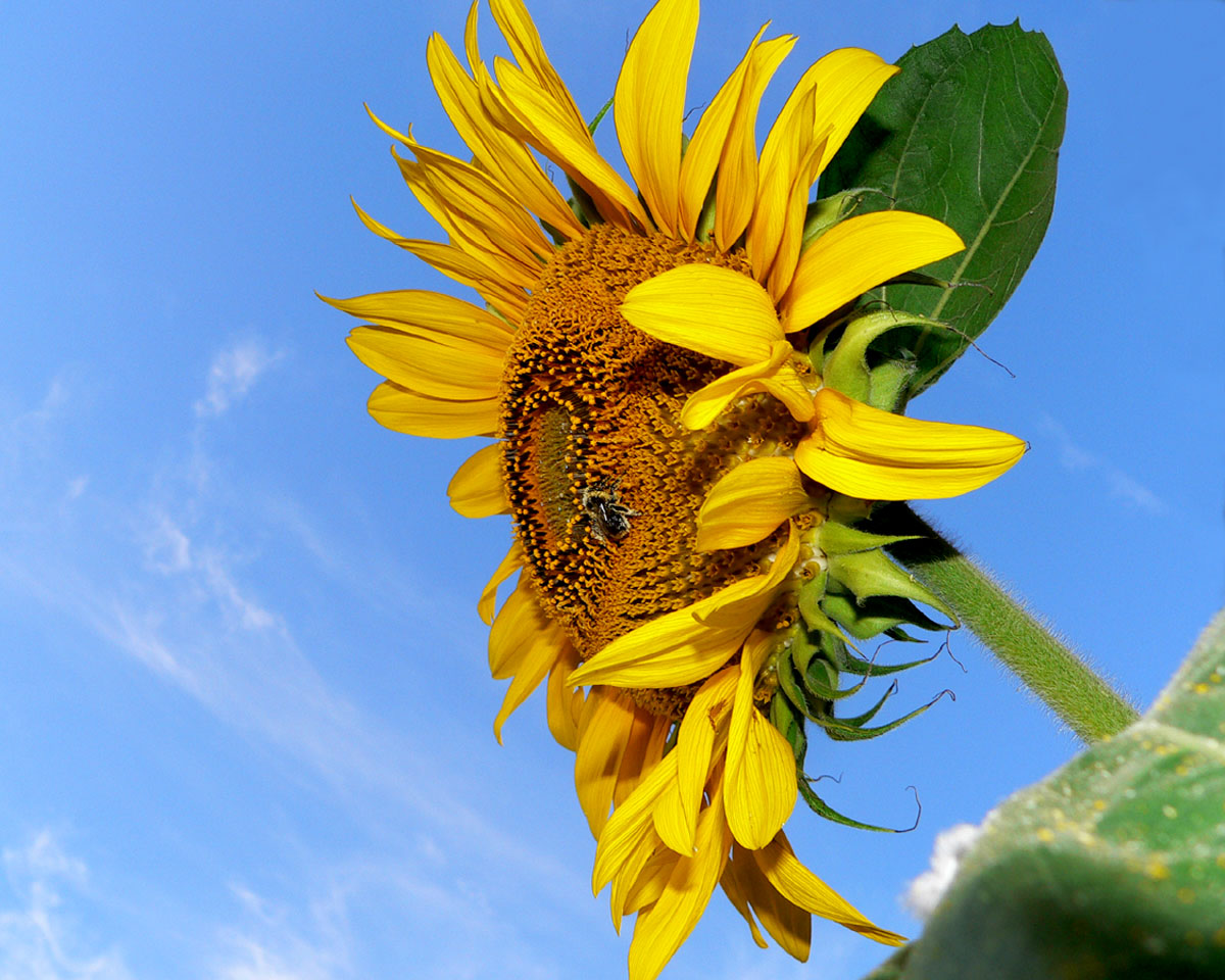 Bee on tall sunflower