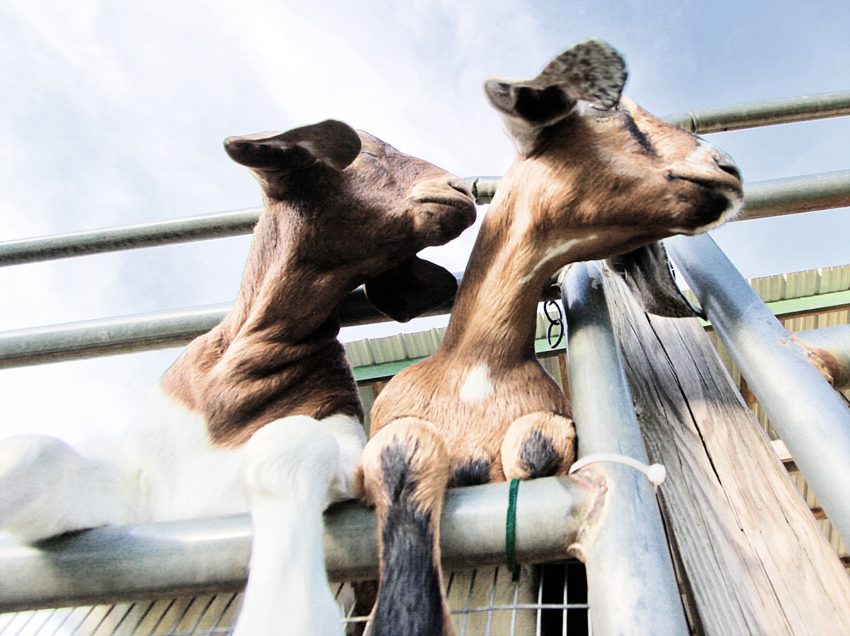 the goats of wimbledon