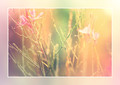 About Paradise