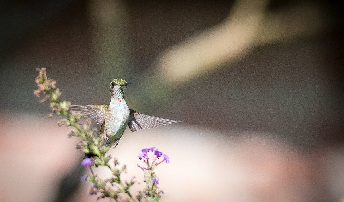 Song of the Hummingbird.