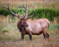 The Well-groomed Wapiti