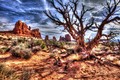 Moab Tree 3
