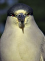  Black-Crowned Night Heron