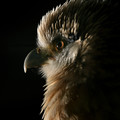 Yellow-Headed Caracara