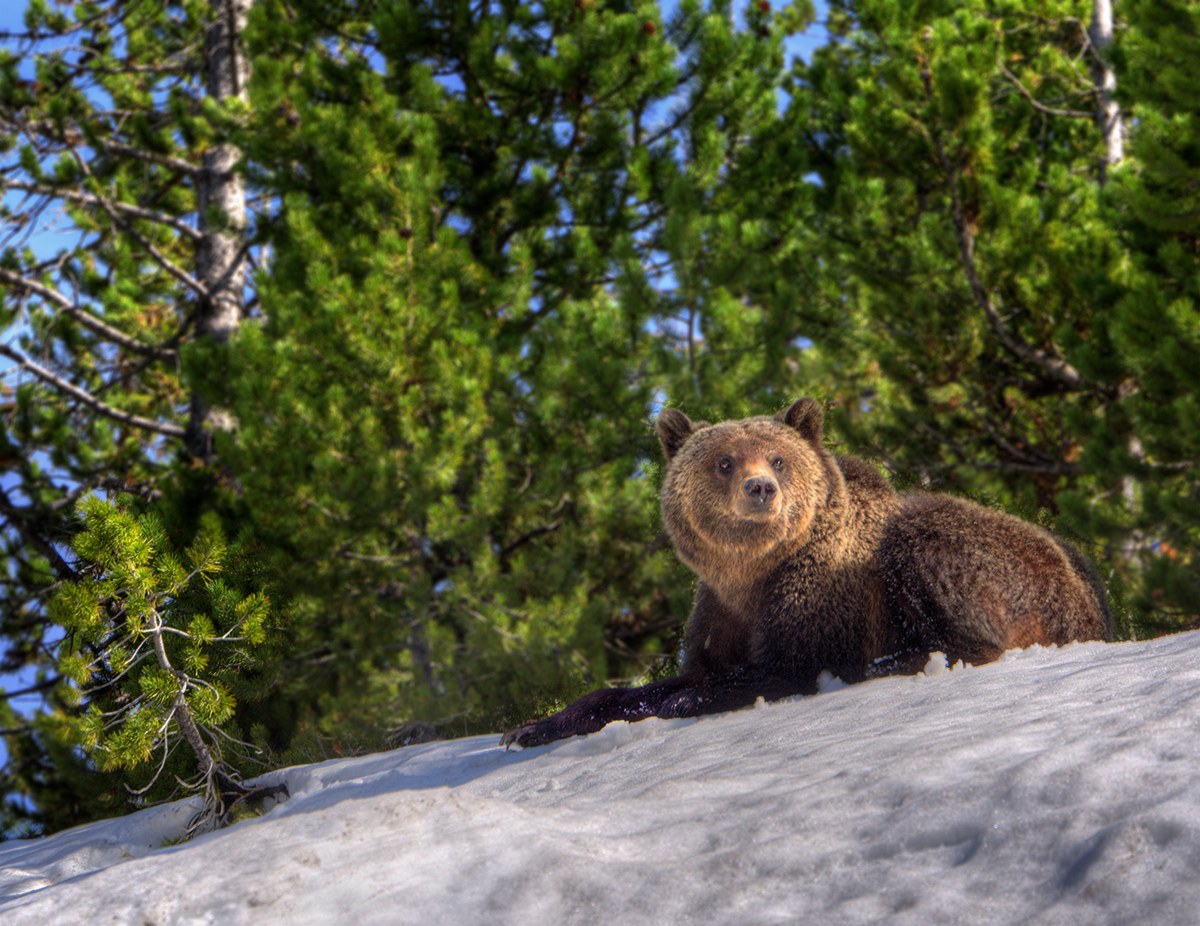 Grizzly at Yellowstone