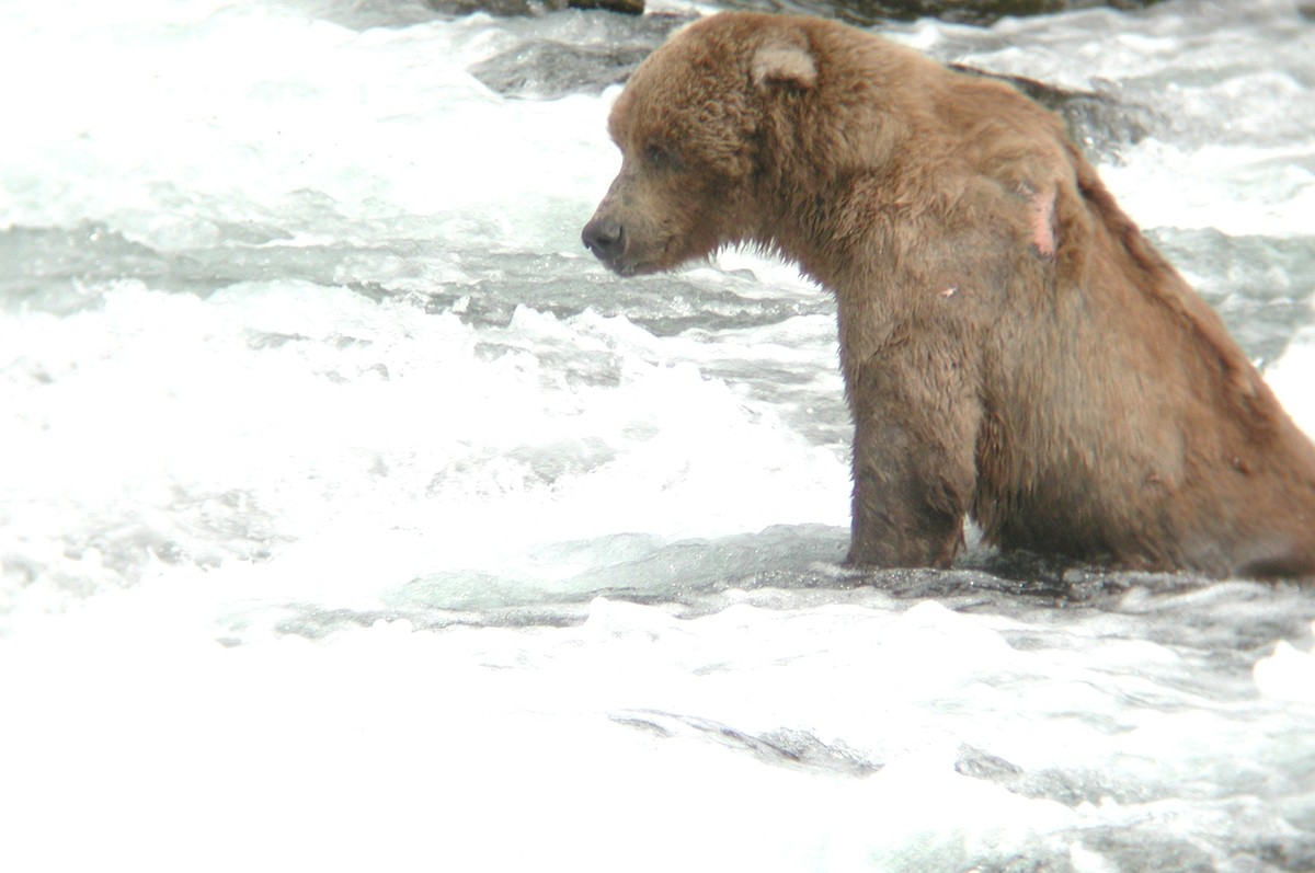 Katmai National Park bear