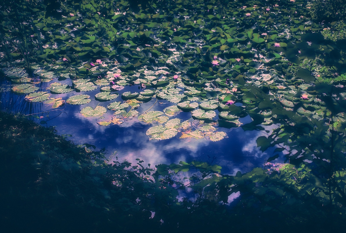 Impression of a lily pond
