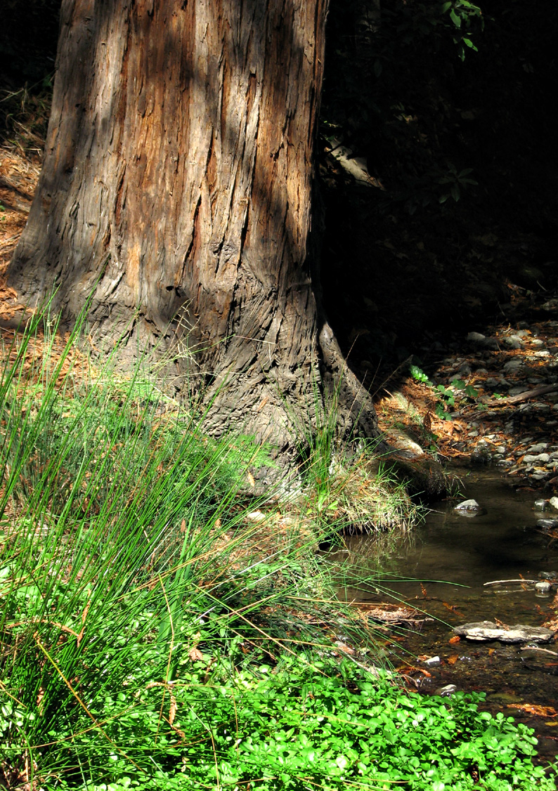 Riparian Redwood