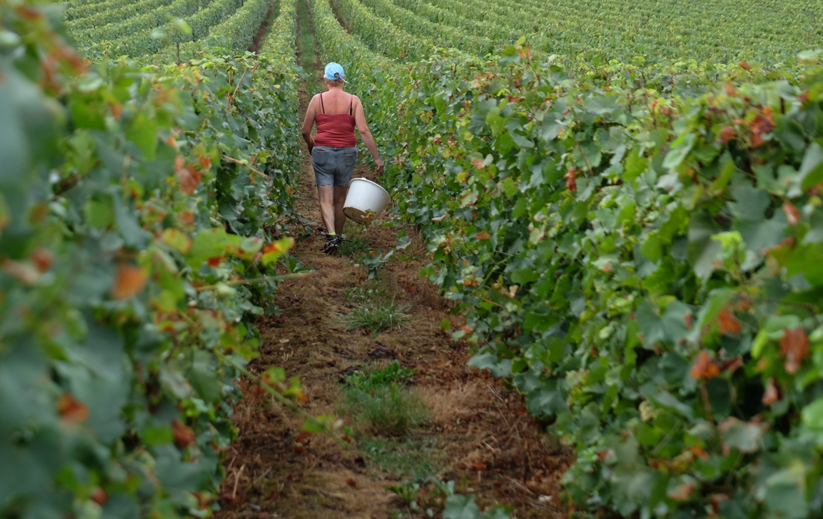 one of the steps to produce premium wine