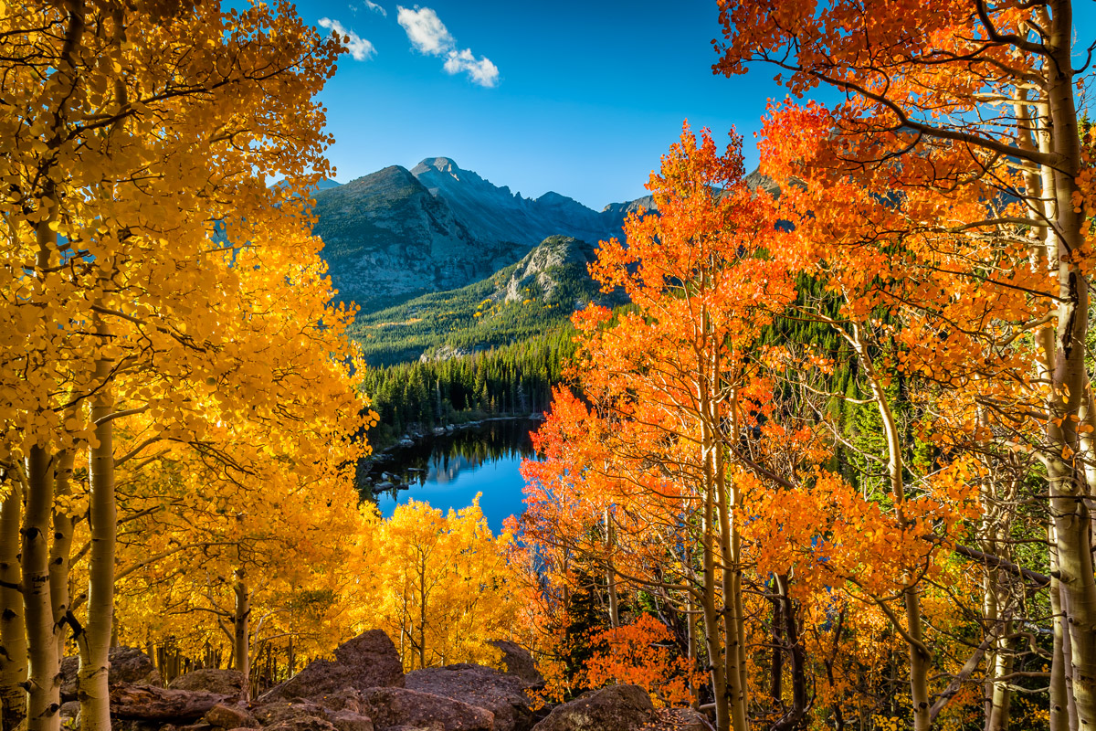 Aspens at Sunrise