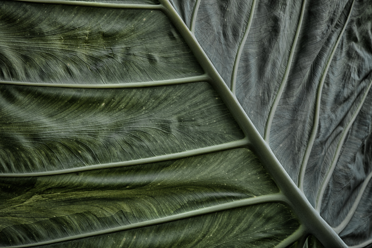 Detail of a Leaf