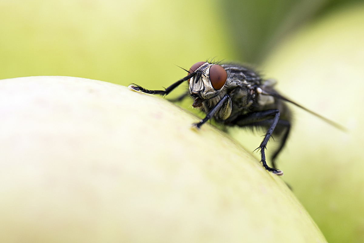 Tasty apple