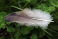 Fallen Feather