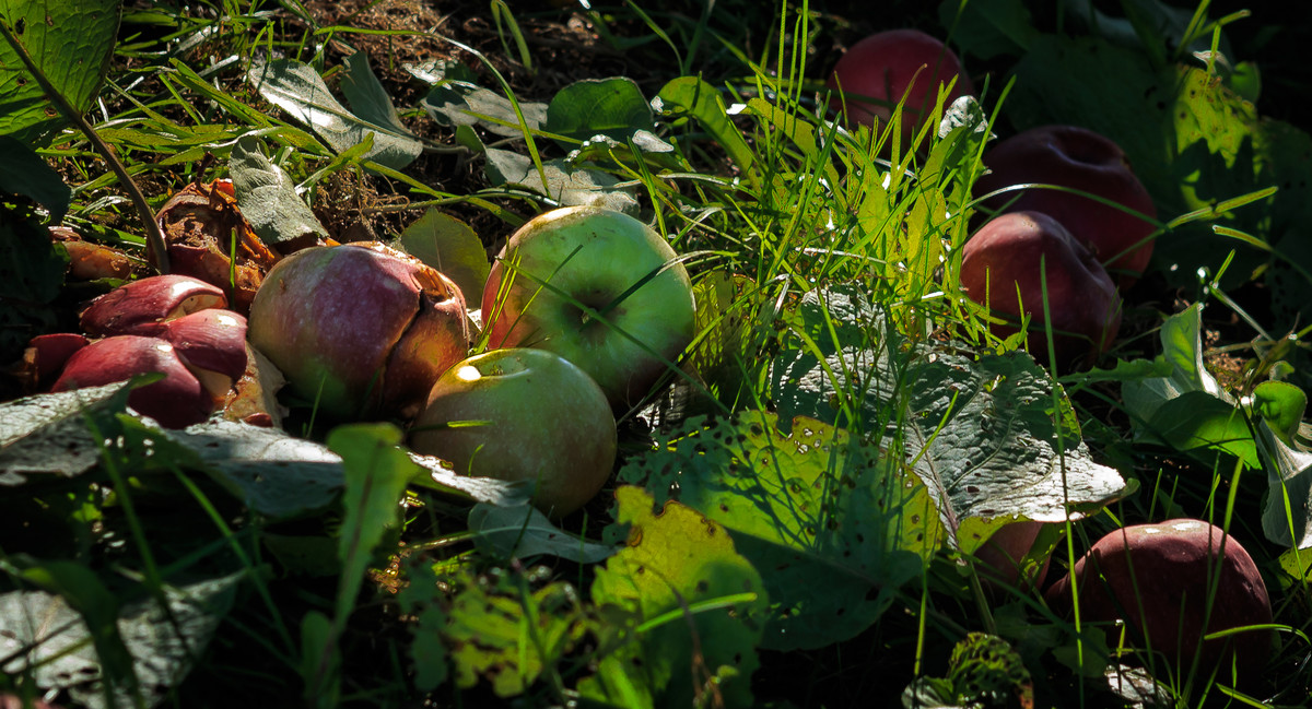 Fallen Apples