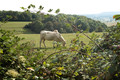 Cow with a view