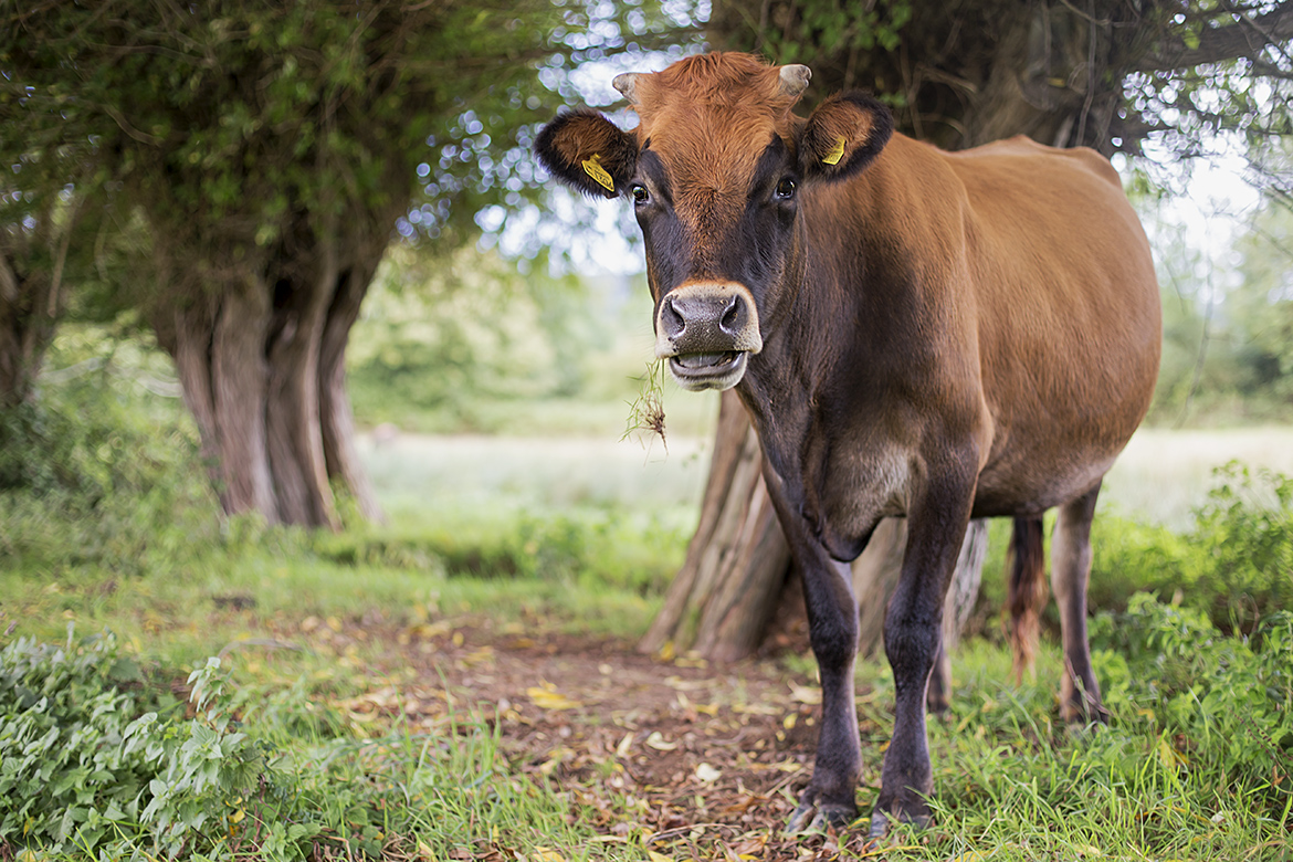 Jersey Cow