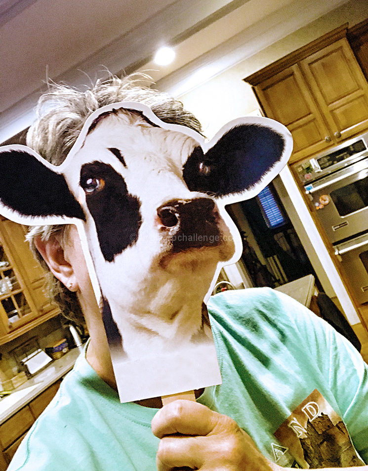 Confident Bovine Chef