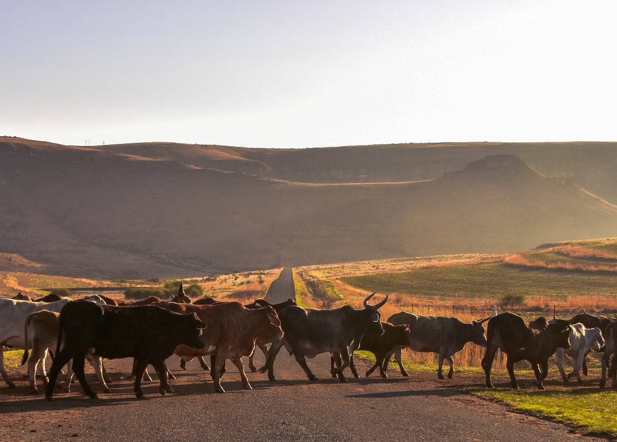 Cattle crossing