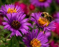 Purple flowers with bee