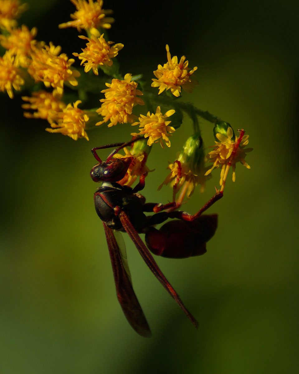 Purple Insect 