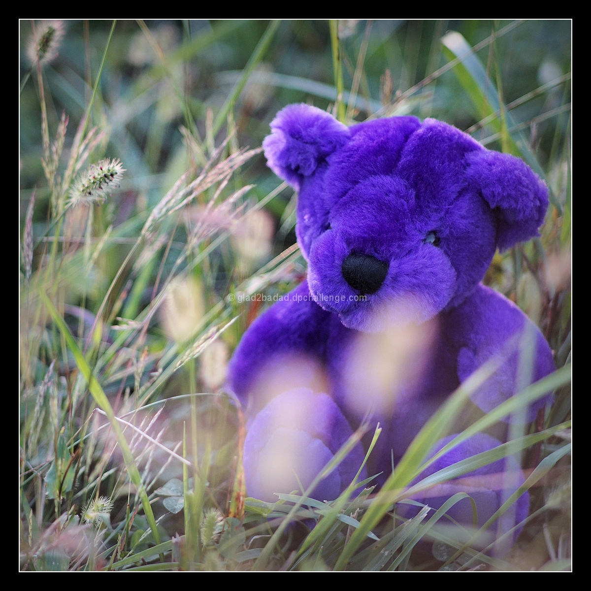 Bear in the grass!