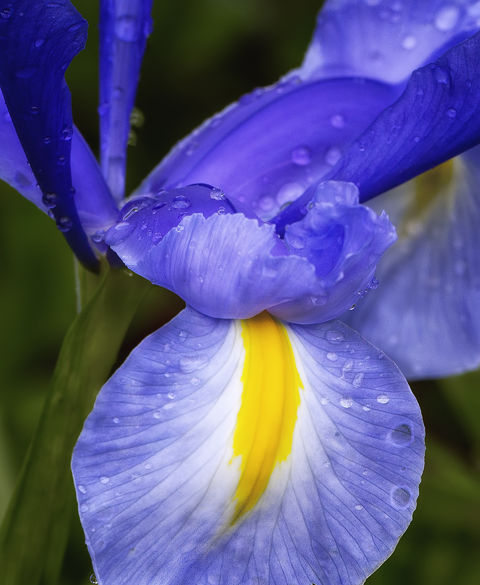Heralding Purple Springtime