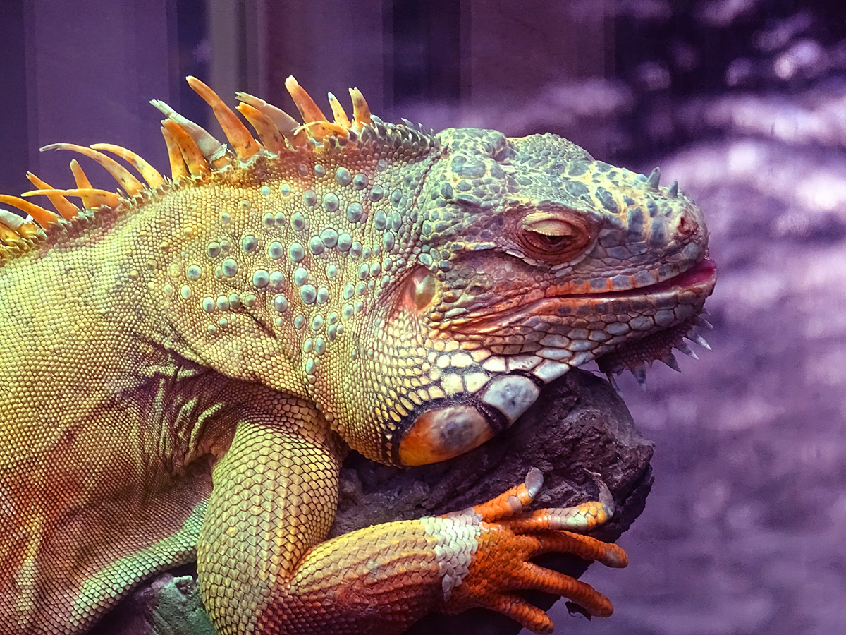 Right now, I shift from orange to purple