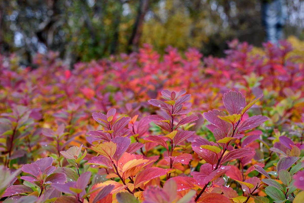 The lovely colors of the fall