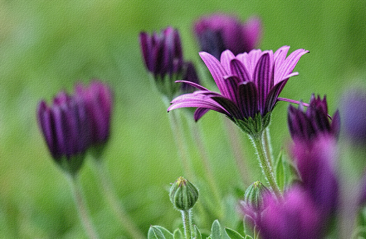 African Daisies