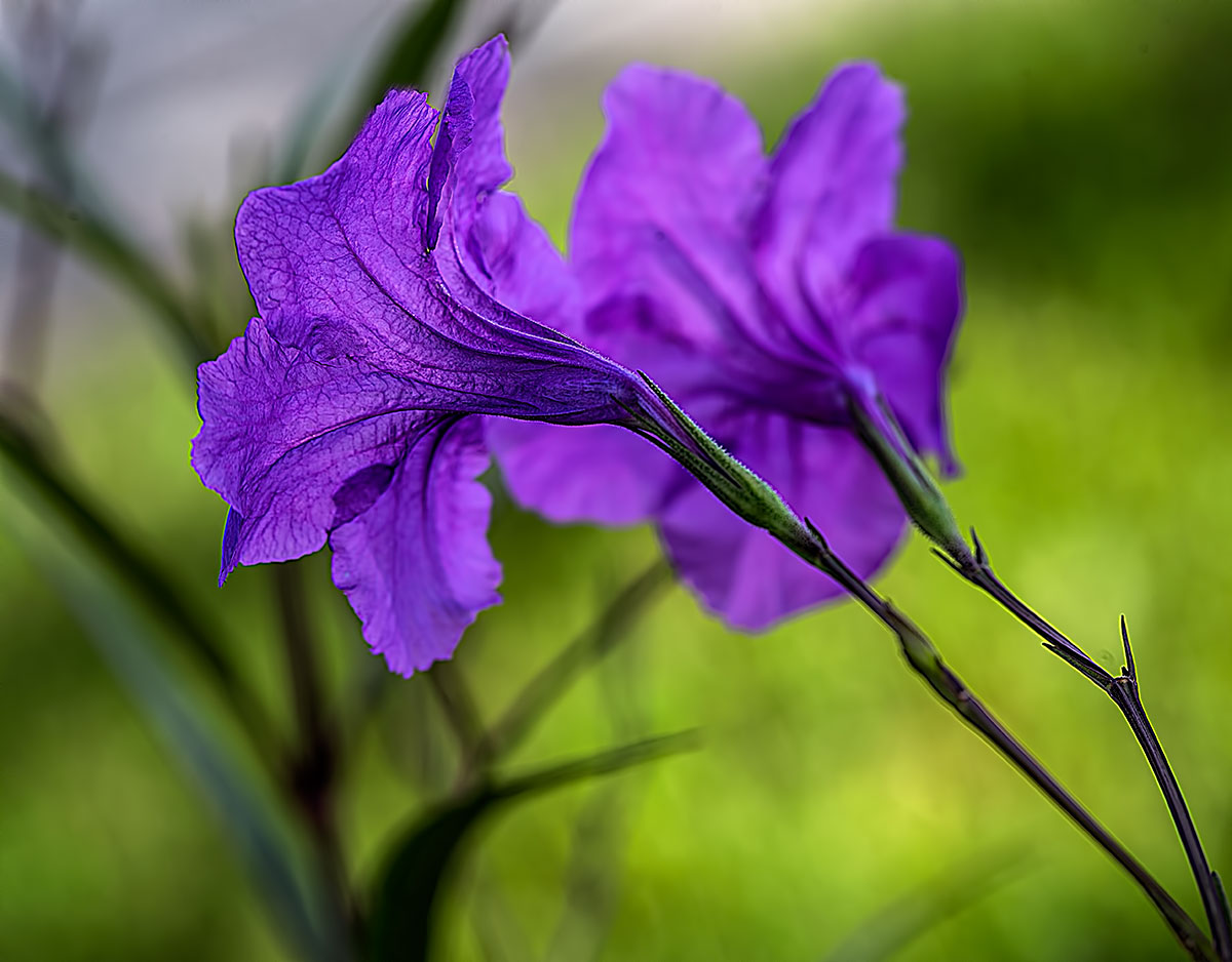 Purple is Awesome
