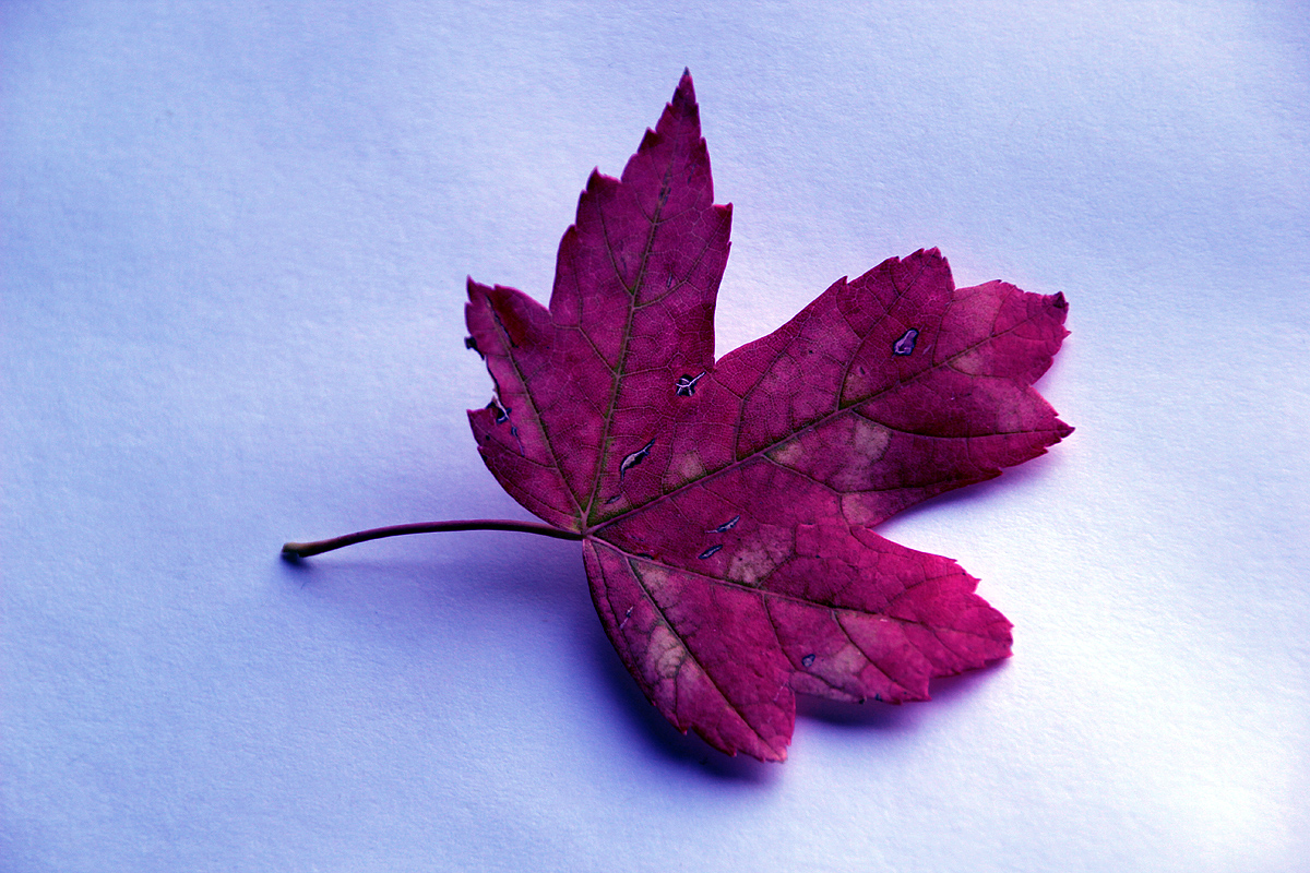 Purple that fell from the sky