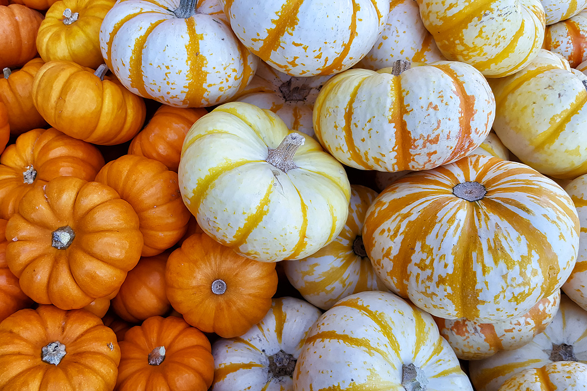 Family Cucurbitaceae