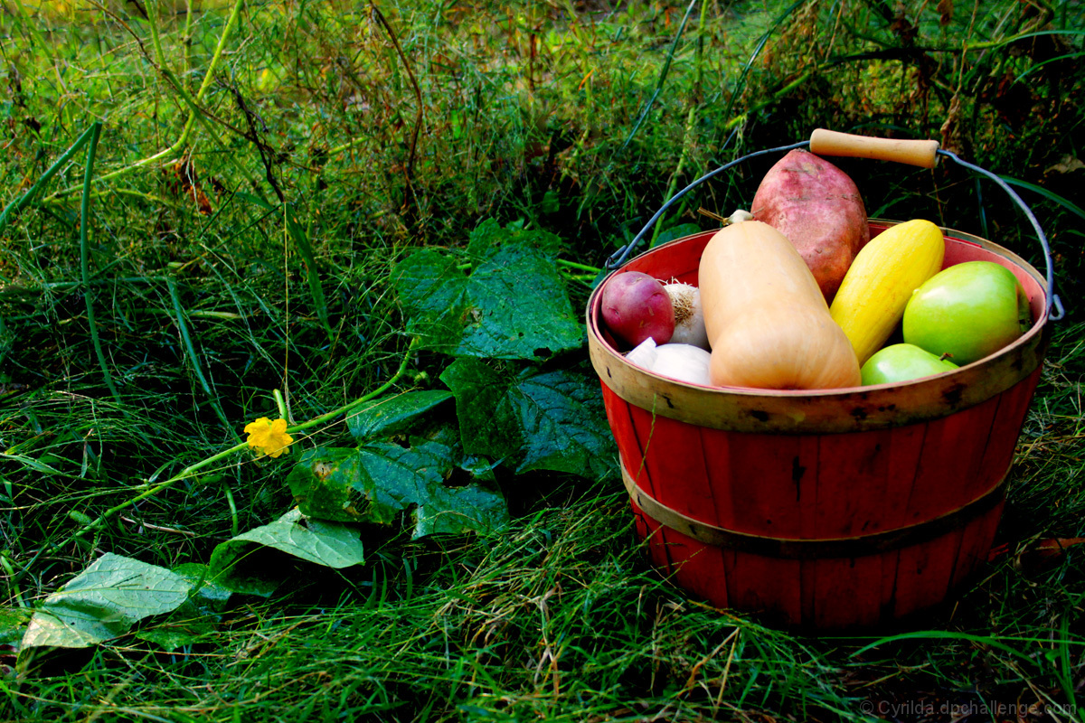 Harvest Small