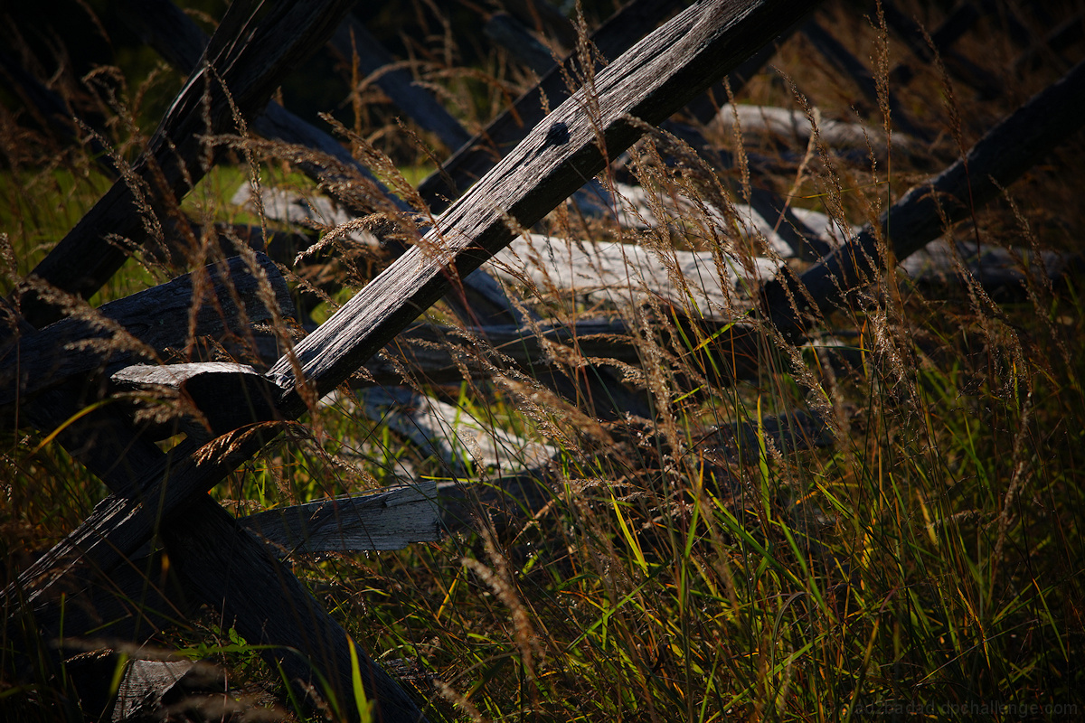 Overgrown Split Rail