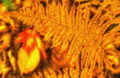 Fall Fern