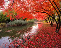 Under the red roof