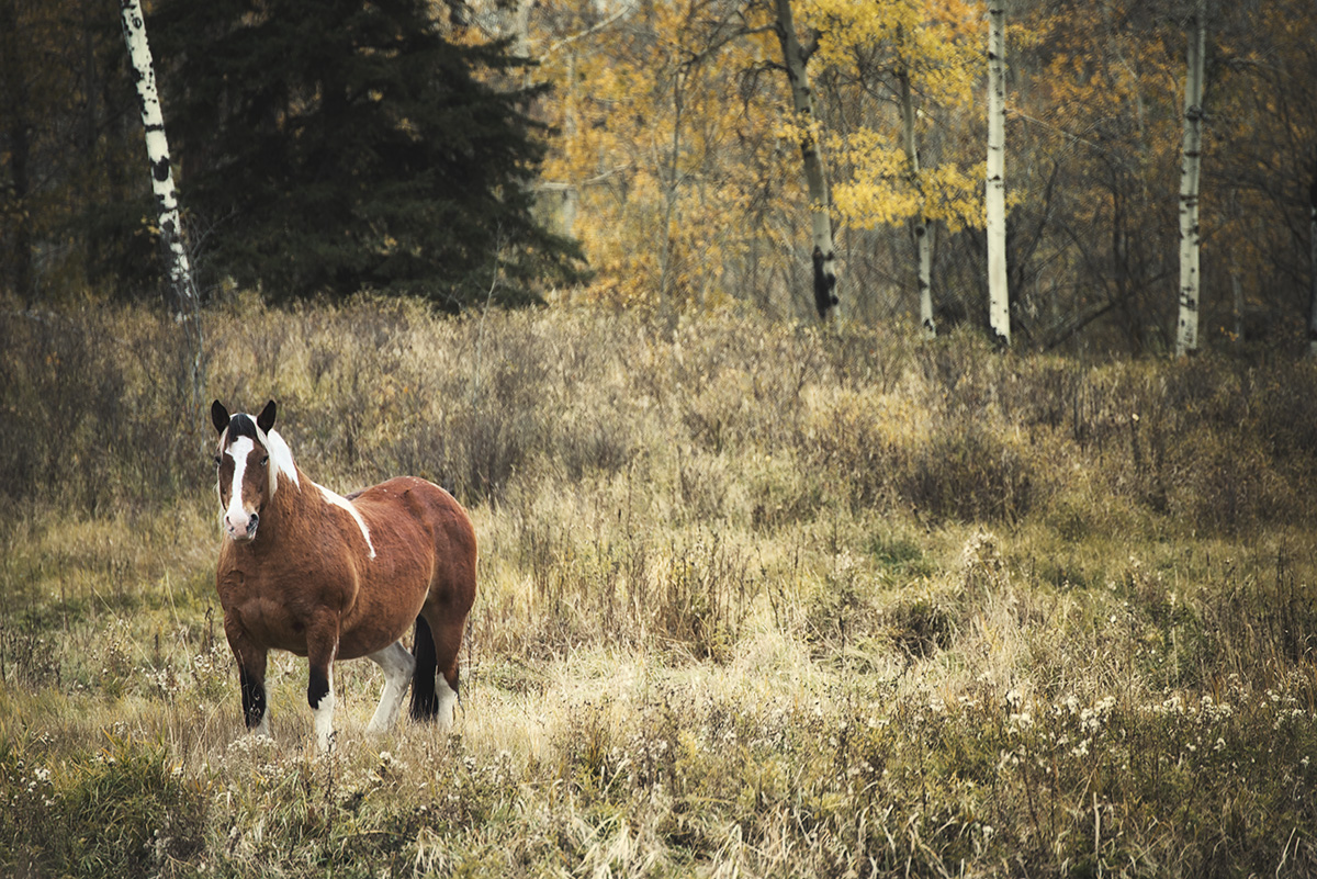 out to pasture