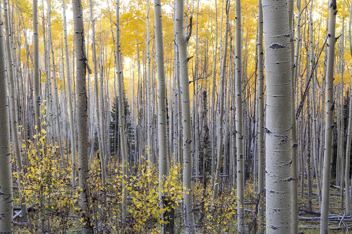 Aspen grove